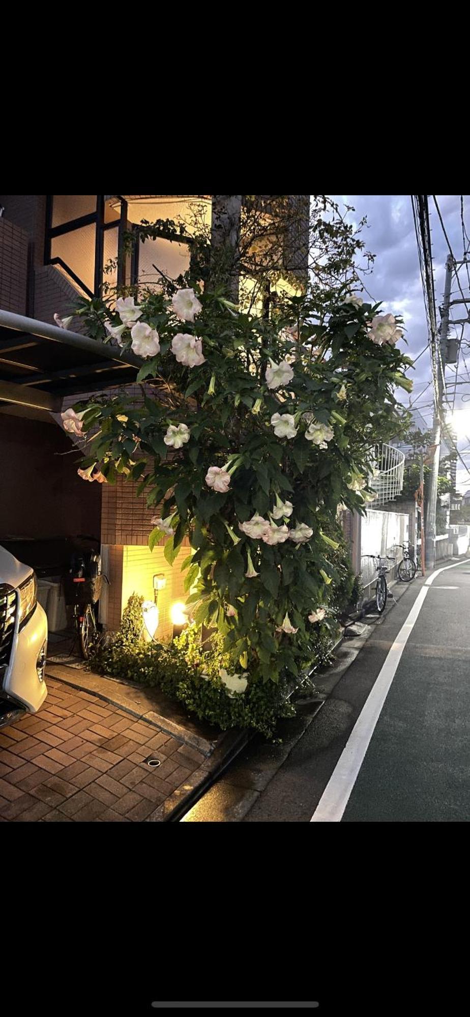 新宿安靜の家-A Quiet Home In Shinjuku - A 26 Square Meter Double Bed Room That Feels Like Home Tokyo Bagian luar foto