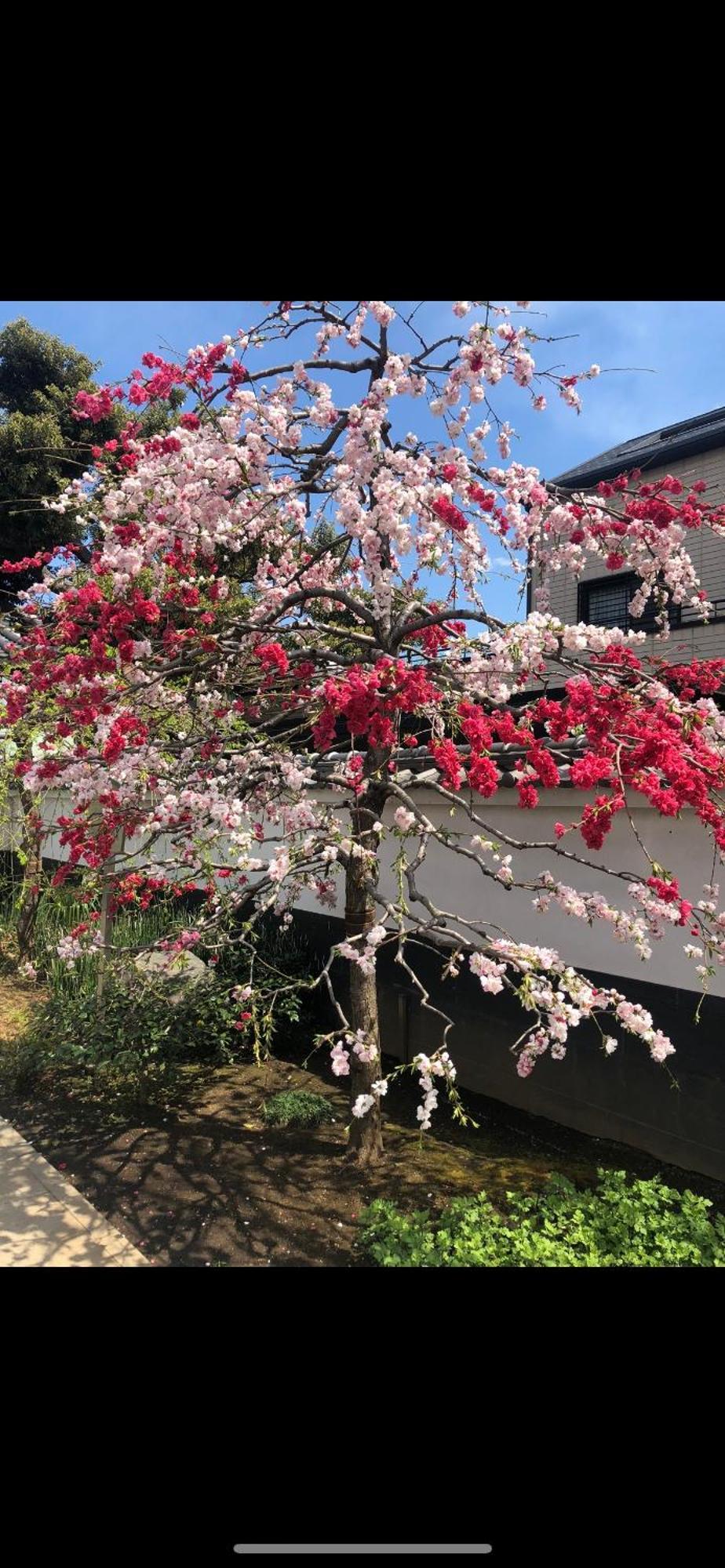新宿安靜の家-A Quiet Home In Shinjuku - A 26 Square Meter Double Bed Room That Feels Like Home Tokyo Bagian luar foto